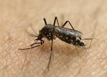 Public Health to treat parts of Greene County for adult mosquitos