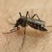 Public Health to treat parts of Greene County for adult mosquitos