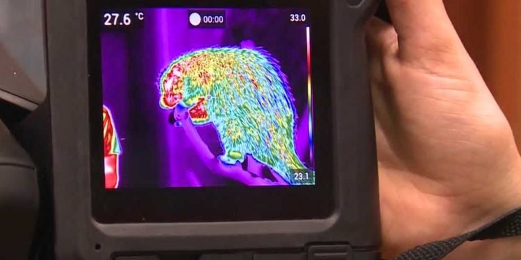 Infrared technology being used at Louisville Zoo to track health of wild animals