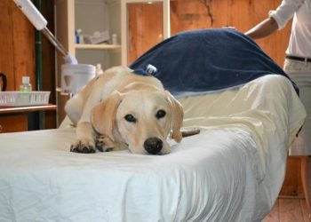 When it comes to business, it’s pet friendly for the win | Pets