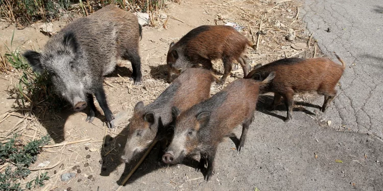 Wild boars stop traffic, plunder garbage and disrupt politics in Rome, Italy