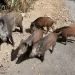 Wild boars stop traffic, plunder garbage and disrupt politics in Rome, Italy