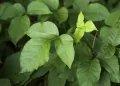 How to identify and treat poison ivy