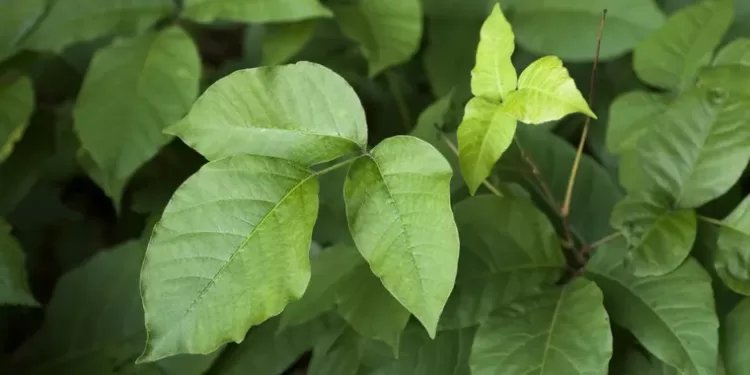 How to identify and treat poison ivy