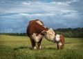The last straw: Evaluating bovine sex-sorting technology