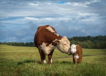 The last straw: Evaluating bovine sex-sorting technology