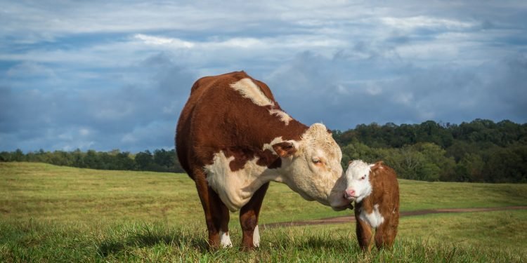 The last straw: Evaluating bovine sex-sorting technology