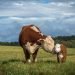 The last straw: Evaluating bovine sex-sorting technology