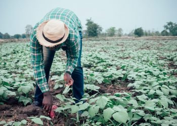 Technology for smallholder agriculture in Africa