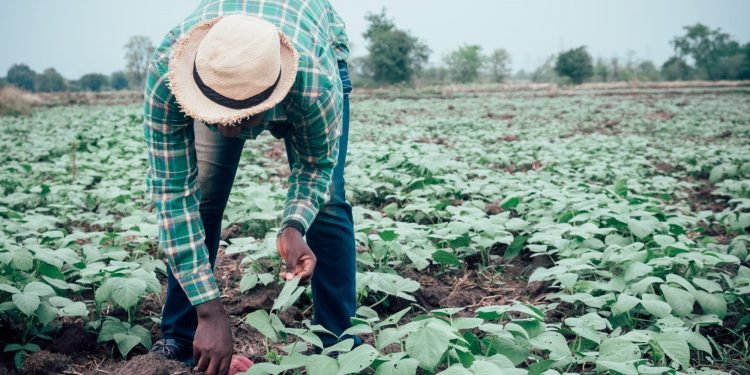 Technology for smallholder agriculture in Africa
