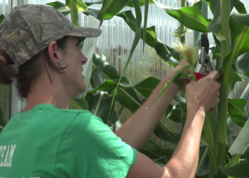 AgBiome lands $166M for safer crop protection technology – TechCrunch