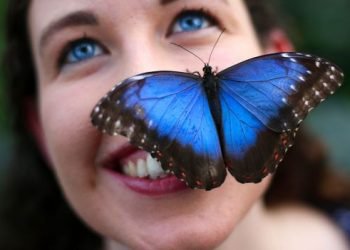 Butterflies: The ultimate icon of our fragility