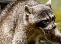 Easthampton health officials issue warning after person, pets exposed to rabid raccoon