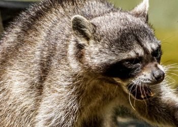 Easthampton health officials issue warning after person, pets exposed to rabid raccoon
