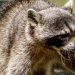 Easthampton health officials issue warning after person, pets exposed to rabid raccoon