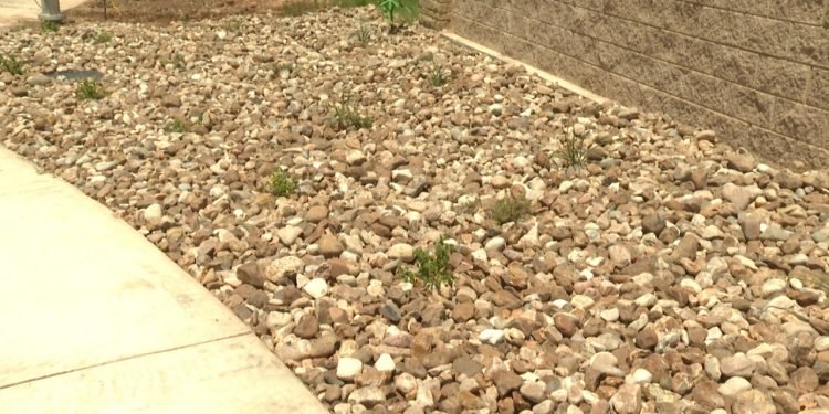 Intense heat drying out business for landscape industry