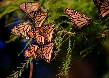 Time is ticking to conserve land, wildlife in Oklahoma