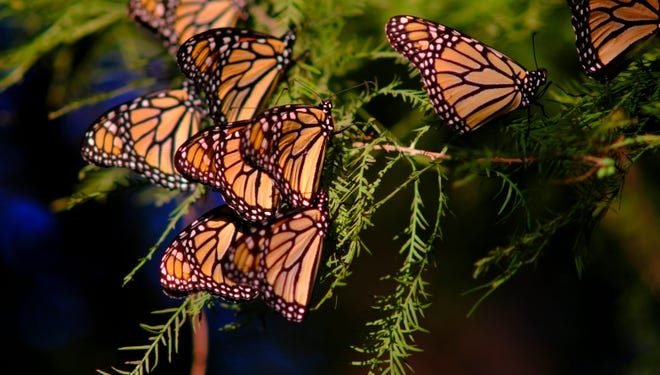 Time is ticking to conserve land, wildlife in Oklahoma