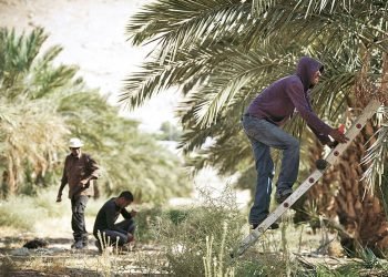 The Secret of Medjool Dates in the West Bank – Opinion
