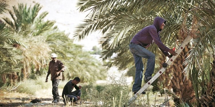 The Secret of Medjool Dates in the West Bank – Opinion