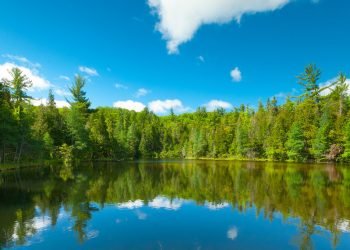 New book explores the history and culture of tree poaching – Wisconsin Public Radio
