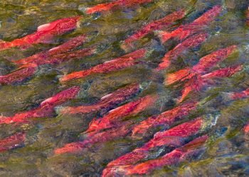 Alaska’s CDQ fishery program is too important to be misunderstood