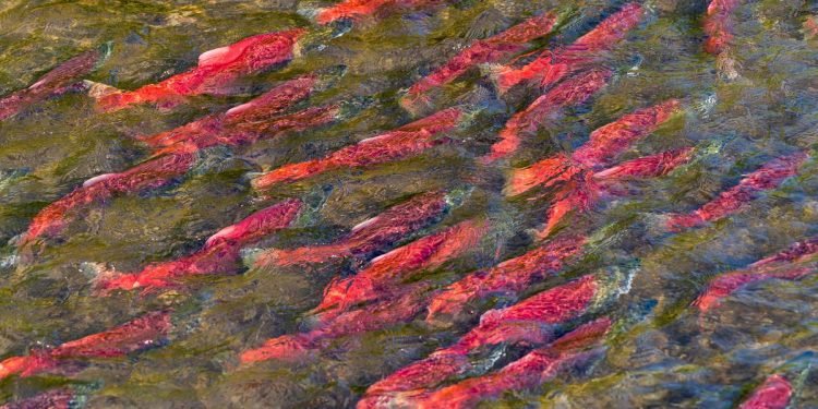 Alaska’s CDQ fishery program is too important to be misunderstood