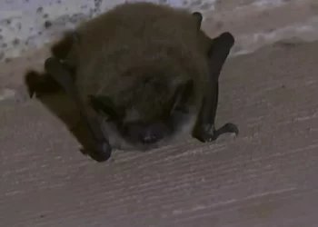 Health Department advises residents to keep an eye out for bats in the home