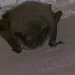 Health Department advises residents to keep an eye out for bats in the home