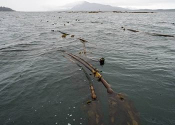 Kelp farming helps foster Alaska’s economic independence, food security