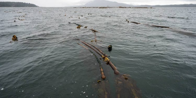 Kelp farming helps foster Alaska’s economic independence, food security