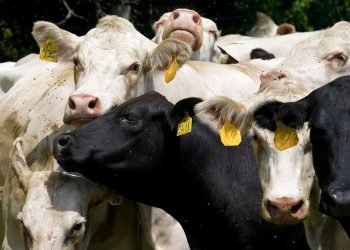 Opinion | A new anti-union ‘Click, Clack, Moo’ your supervisor just gave you