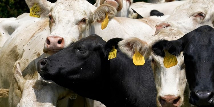 Opinion | A new anti-union ‘Click, Clack, Moo’ your supervisor just gave you