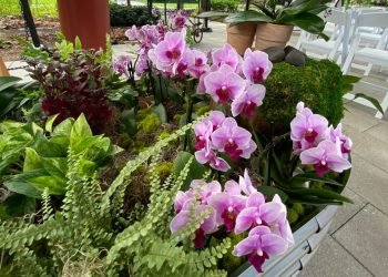 Orchids and Taiwanese culture on display in Queens
