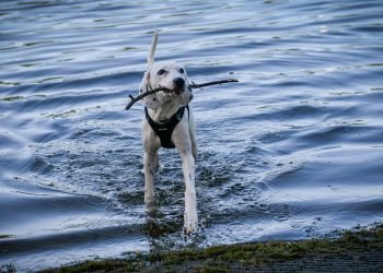 Study Pinpoints ‘Win-Win’ Solutions to Protect Human Health and Conserve Ecosystems