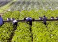 Overtime boost could help farm labor