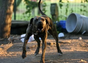 Atlanta council takes a bite at bothersome barking dogs
