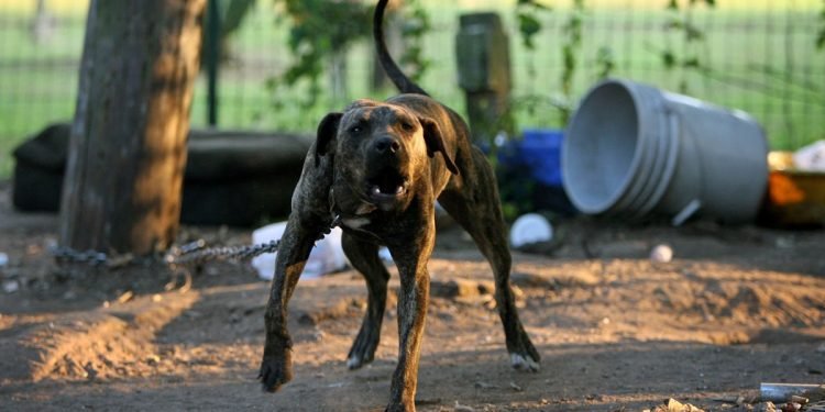 Atlanta council takes a bite at bothersome barking dogs