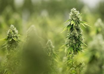 Lisa Finelli Fallon on legalization and culture