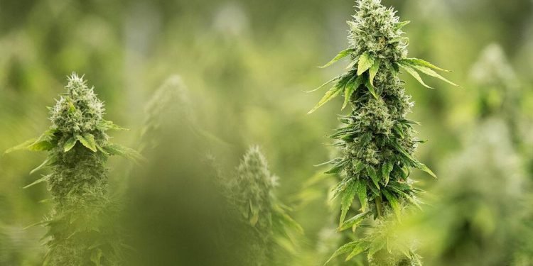 Lisa Finelli Fallon on legalization and culture