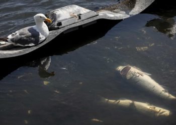 How the algae bloom spreading across S.F. Bay is impacting water sports