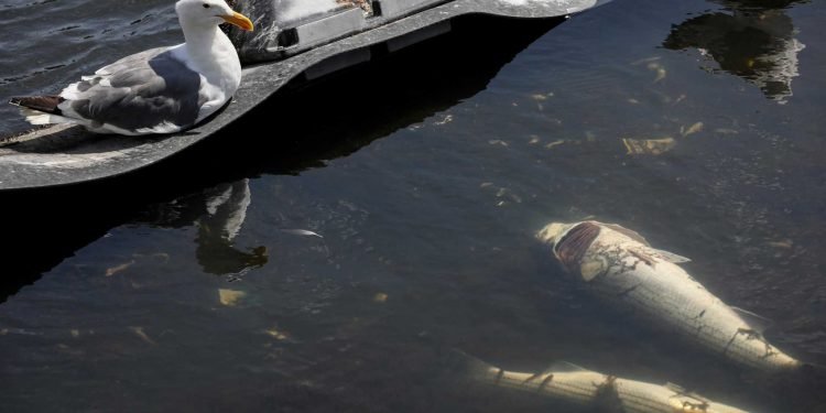 How the algae bloom spreading across S.F. Bay is impacting water sports