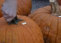 Pumpkin patches take protective measures to avoid theft – News-Press Now