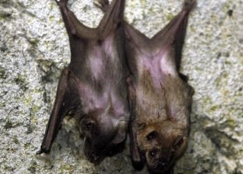 Health officials advise avoid bats