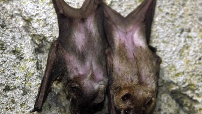 Health officials advise avoid bats