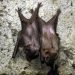 Health officials advise avoid bats