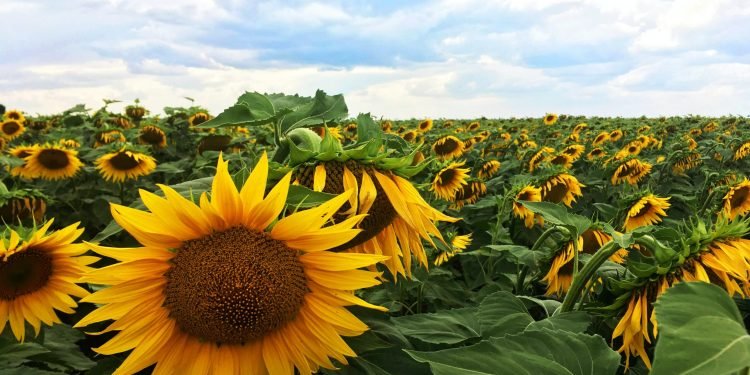 From Iceland — Ukrainians In Iceland Organise A Culture Festival